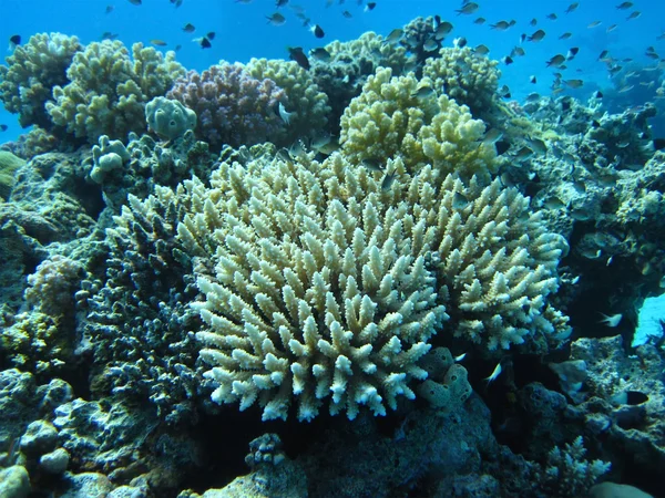 Группа кораллов в голубой воде . — стоковое фото