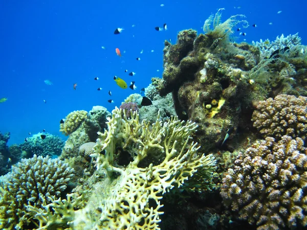 水中のサンゴ礁の魚たちのグループ. — ストック写真