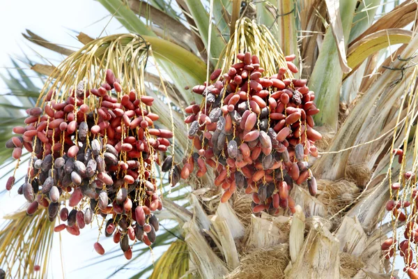 Palmier dattier avec branche de dattes . — Photo