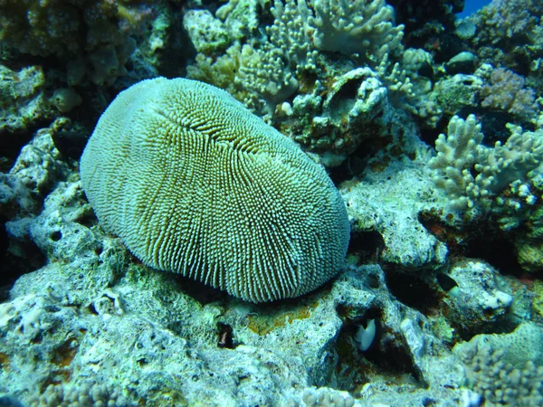 Groupe de corail en eau bleue . — Photo