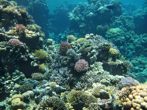 Groupe de coraux dans l'eau . — Photo