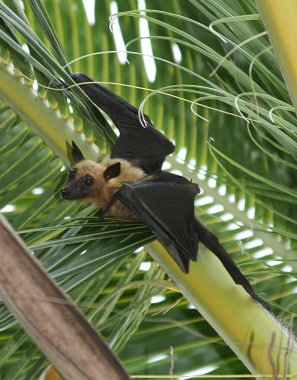 Fruit bat (flying fox) hanging in Tree clipart