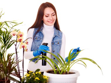 Woman looking after houseplant clipart