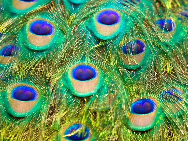Textuur van prachtige peacock staart. — Stockfoto
