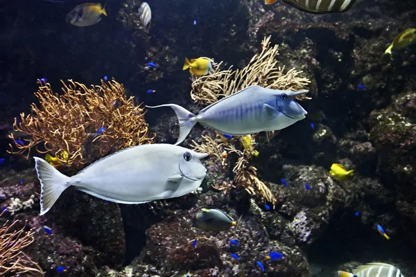 Peces de coral con cuerno bajo el agua . — Foto de Stock
