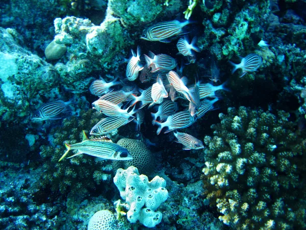 Skupina korálových ryb ve vodě. — Stock fotografie