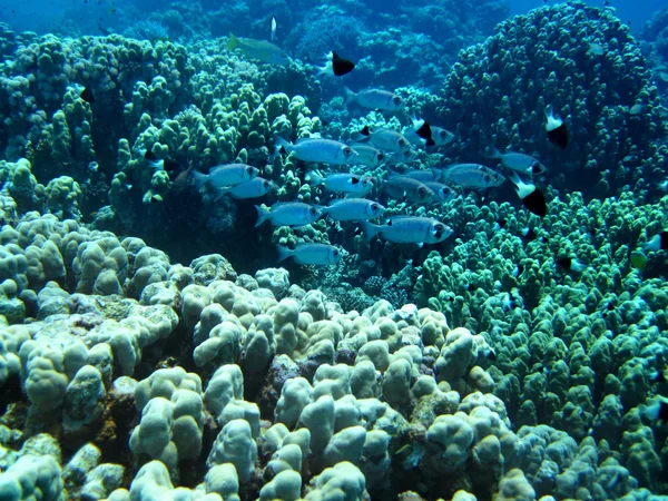 Grupp av koraller i blått vatten. — Stockfoto
