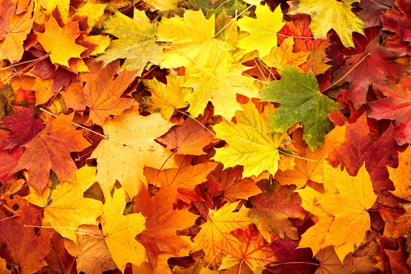 Фонова група осінньо-помаранчевий лист . — стокове фото