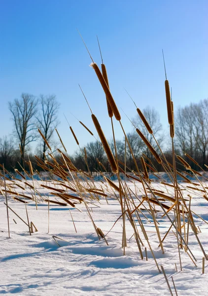 stock image Cattails