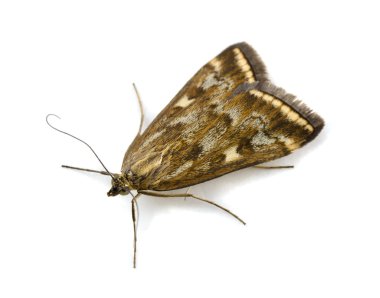 Beet Webworm Moth clipart