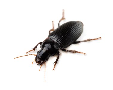 Ground beetle clipart