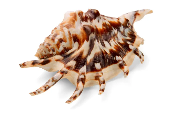 Lambis lambis seashell — Stock Photo, Image