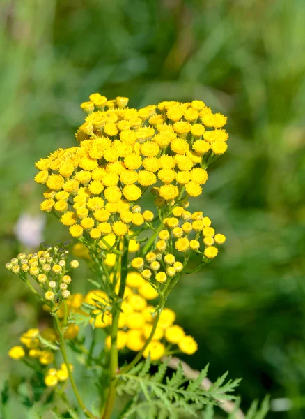 stock image Tansy on meadow