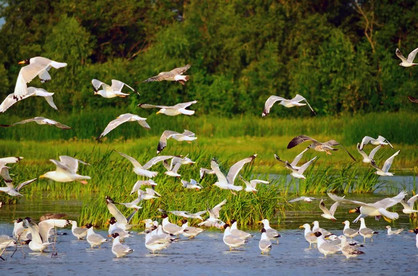 Flock of gulls — Stock Photo, Image
