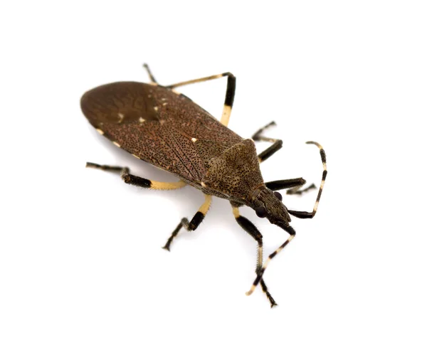 Bug de purge — Photo