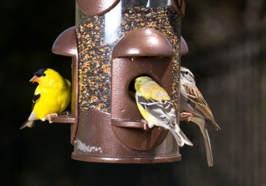 Goldfinch eating from bird feeder clipart