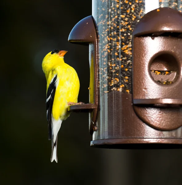 Goldfinch comiendo de comedero de aves —  Fotos de Stock