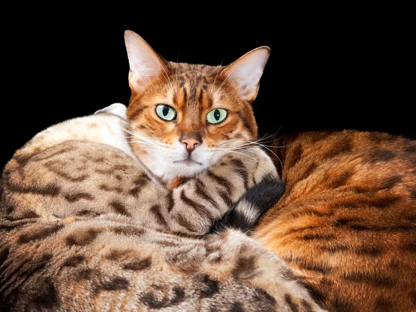 Par de gatitos de bengala en abrazo —  Fotos de Stock