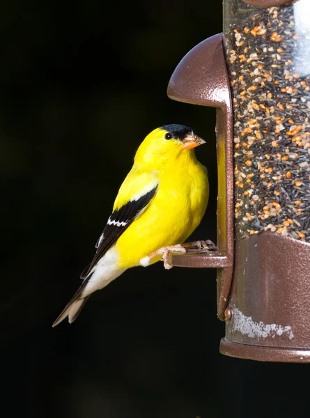 Goldfinch eating from bird feeder — Stock Photo, Image