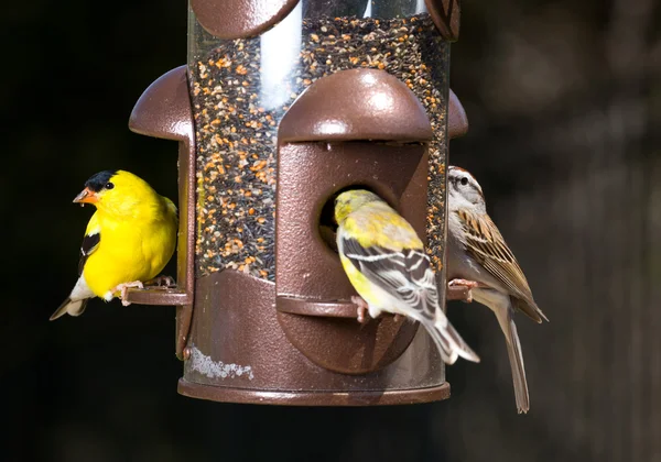 Goldfinch eating from bird feeder — Stock Photo, Image