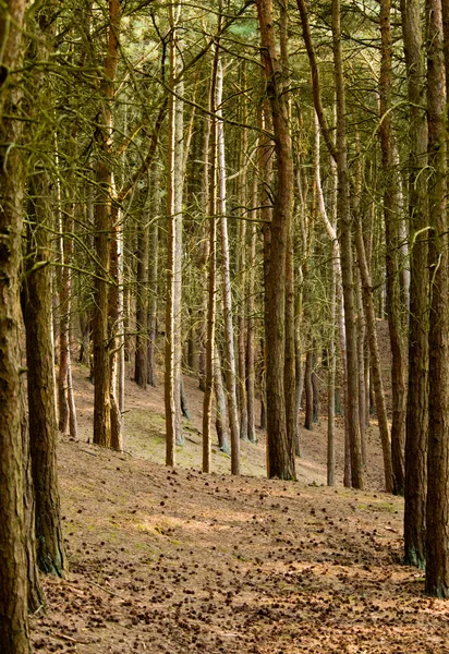 Camino a través de pinos —  Fotos de Stock