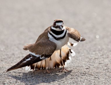 Killdeer bird warding off danger clipart