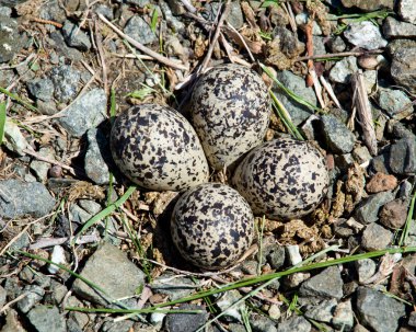 Killdeer bird eggs in nest clipart
