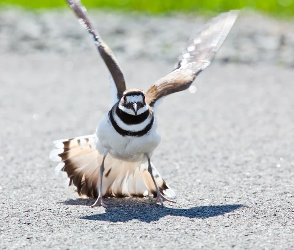 危険を退ける killdeer 鳥 — ストック写真