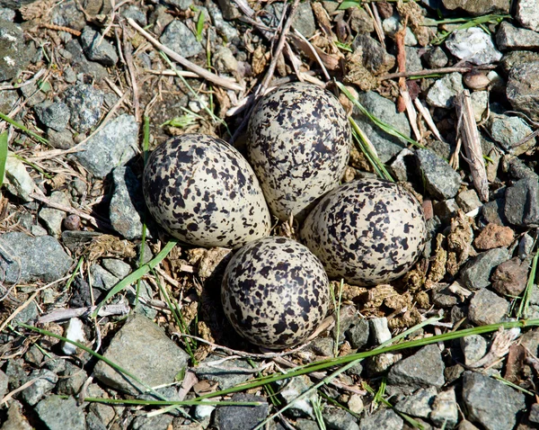 stock image Killdeer bird eggs in nest