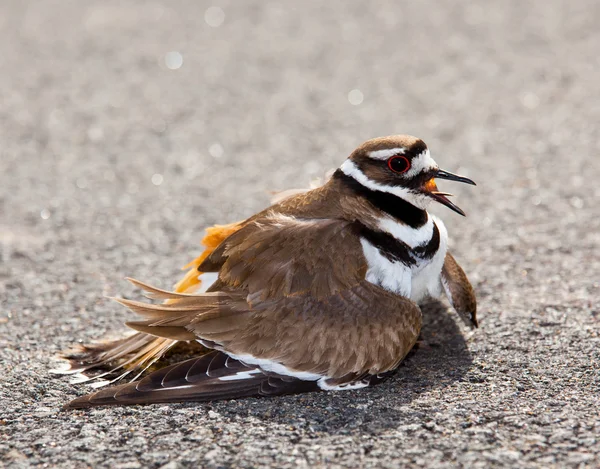 Killdeer vogel afweren van gevaar — Stockfoto