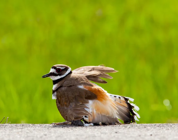 Pássaro matador a afastar o perigo — Fotografia de Stock