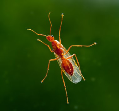 erkek işçi marangoz karınca aşağıdan