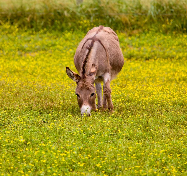 아기 당나귀 꽃을 먹고 풀밭에서 — 스톡 사진