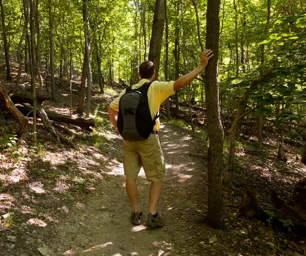Homem sênior caminhadas na floresta com mochila — Fotografia de Stock