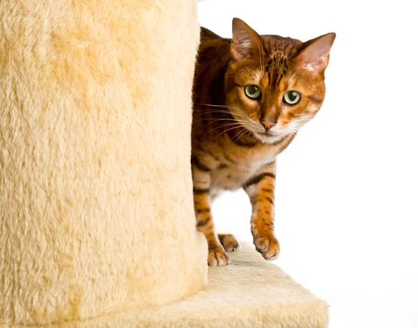 Bengalen kitten kruipt ronde hoek van klimmen frame — Stockfoto