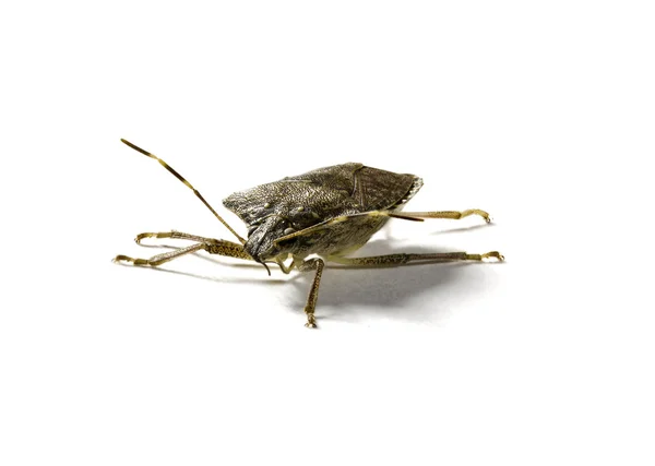 Fedor ou bug escudo no tiro macro — Fotografia de Stock