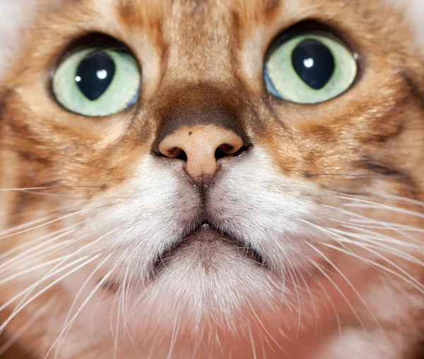 Extremamente perto do nariz e da boca do gato — Fotografia de Stock