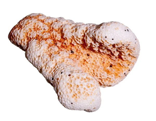 海宏射击洗珊瑚 — 图库照片