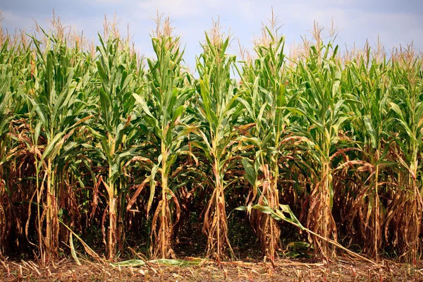 Wiersze gotowe do zbioru kukurydzy — Zdjęcie stockowe