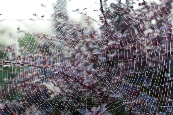 Sisli sabahı örümcek ağı — Stok fotoğraf