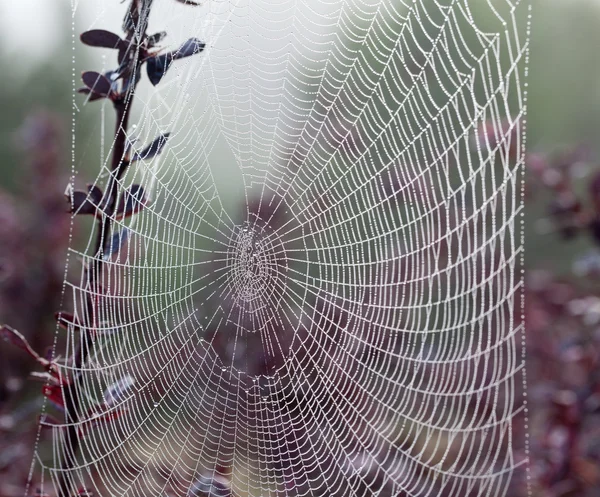 Cobweb on misty morning — Stock Photo, Image
