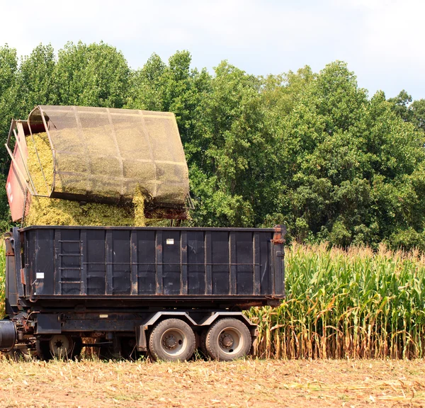 Řádky připraven na sklizeň kukuřice — Stock fotografie