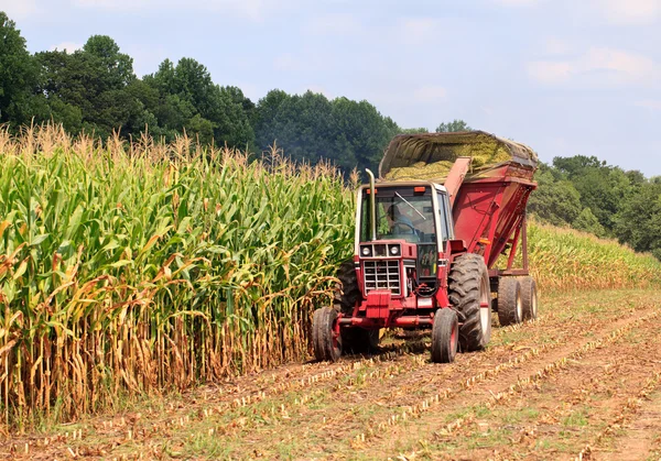 Wiersze gotowe do zbioru kukurydzy — Zdjęcie stockowe