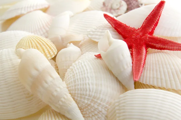 stock image Sea shells and starfish