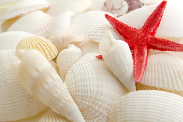 Tengeri kagylók és tengeri csillagok Stock Fotó