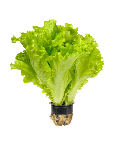 Salată verde cu unt — Fotografie, imagine de stoc