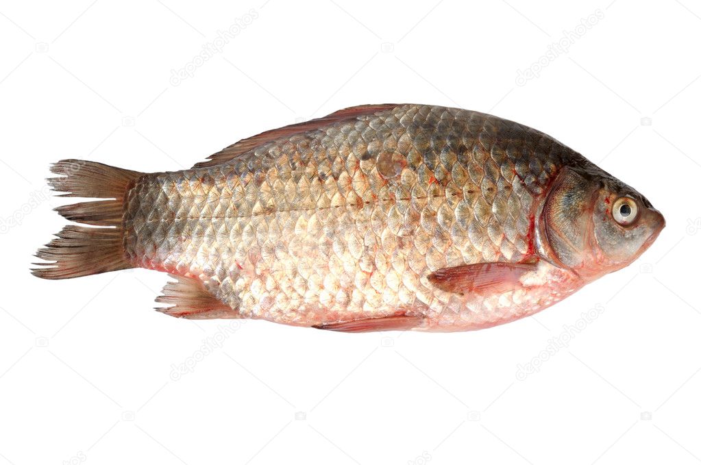 Crucian on a white background