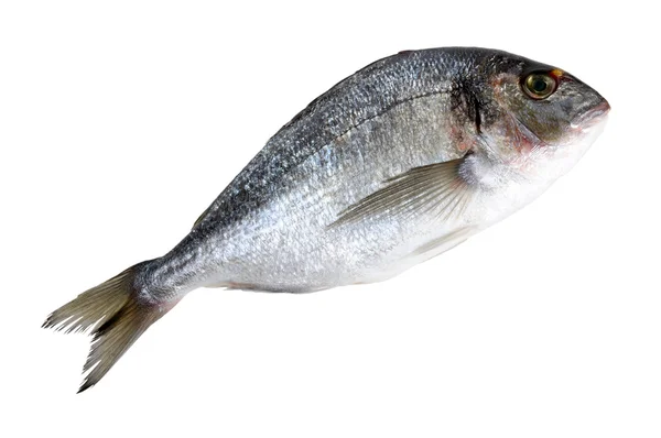 Ryby dorado — Zdjęcie stockowe