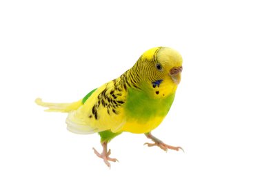 Budgies on a white background clipart