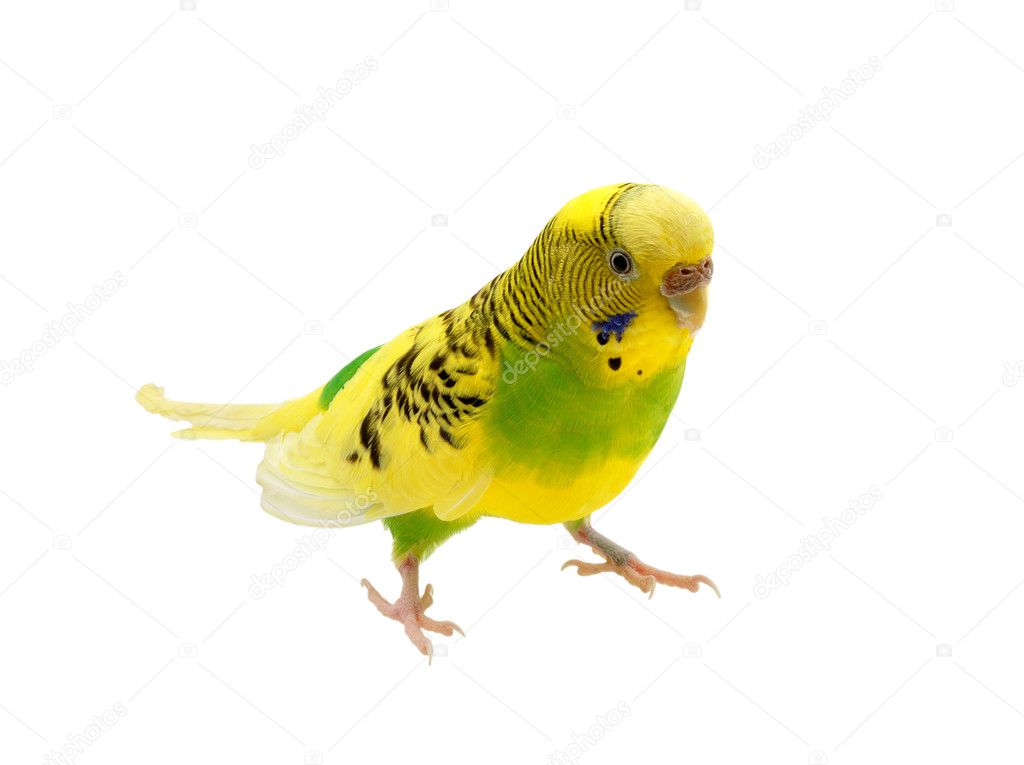 Budgies on a white background